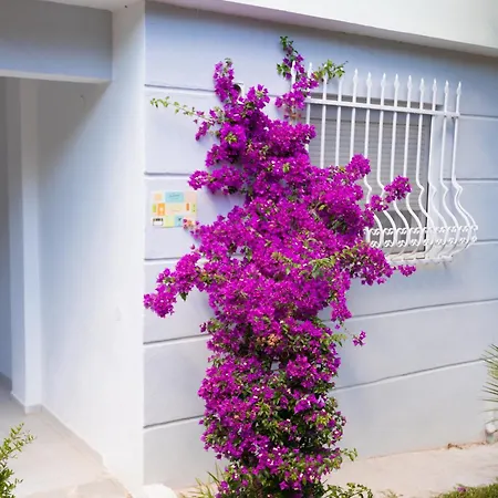 Sunny House *